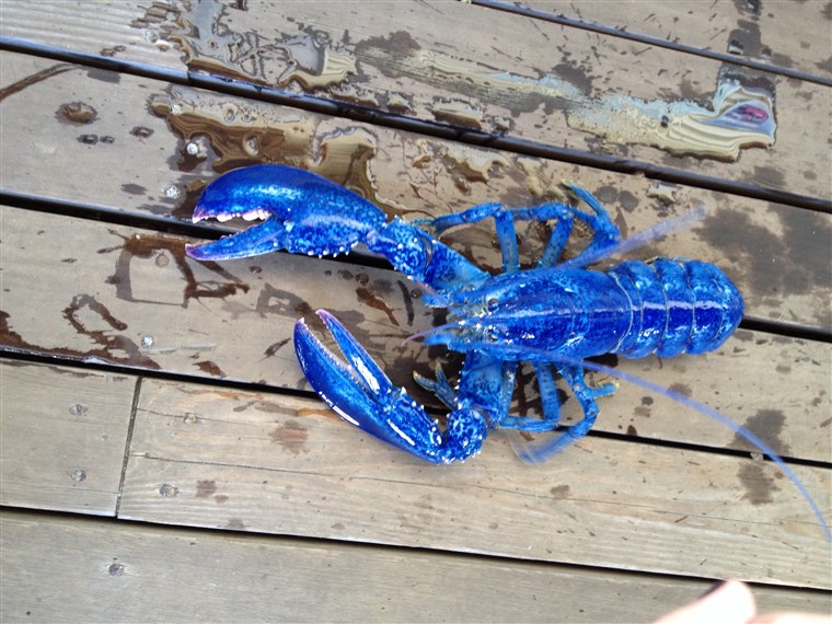 नीला Lobster