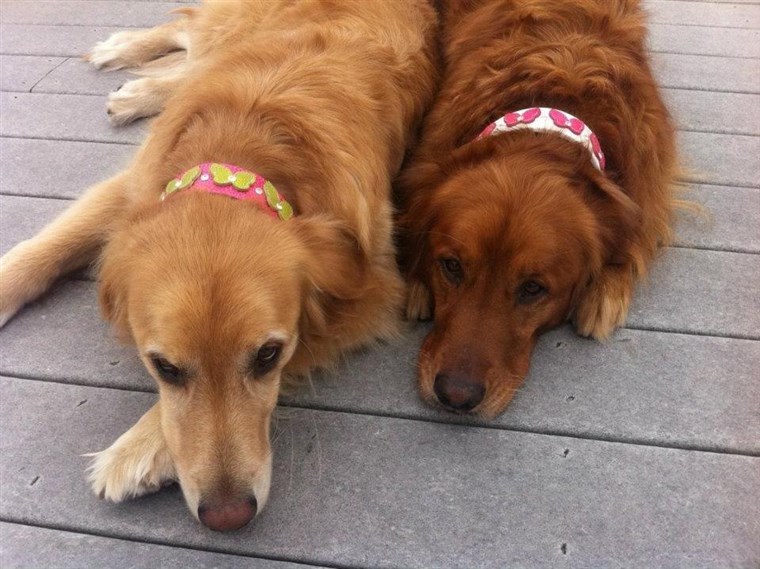 Segítség your pet look good with these stylish collars.