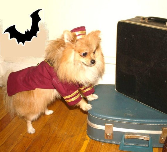 नौकर dog Halloween costume