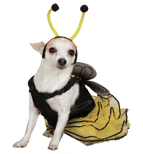 मधुमक्खी dog Halloween costume