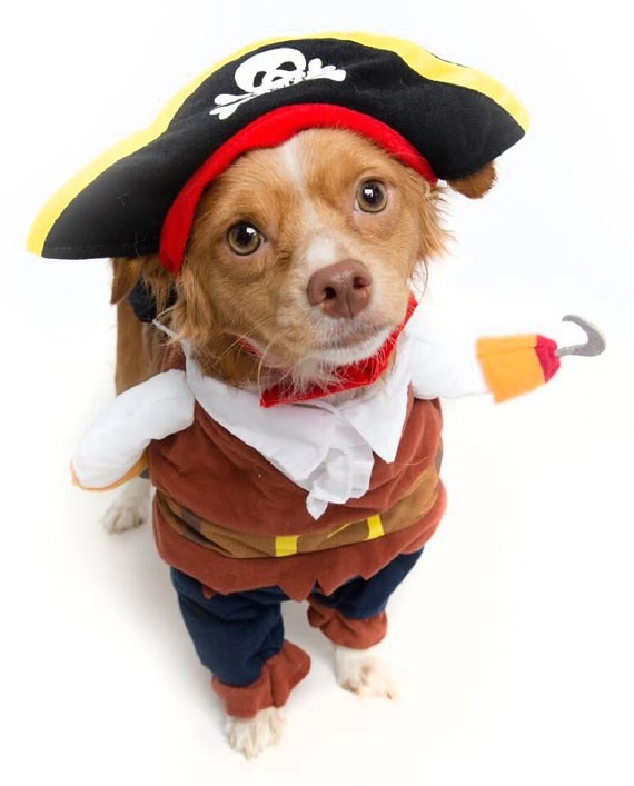 समुद्री डाकू dog Halloween costume