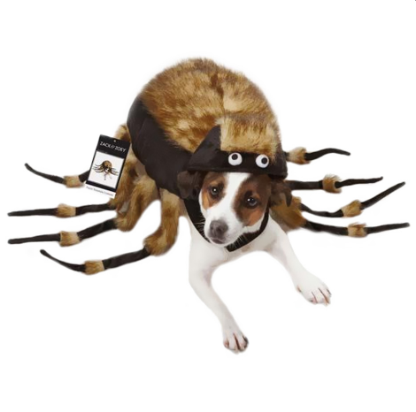 टारेंटयुला dog Halloween costume