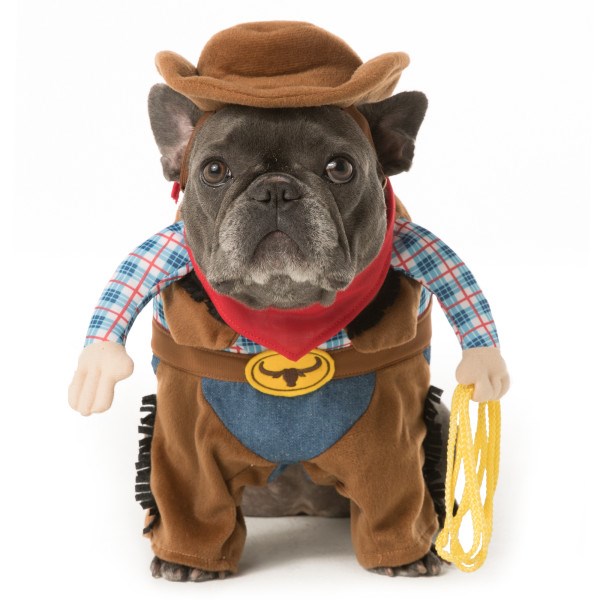 चरवाहा dog Halloween costume