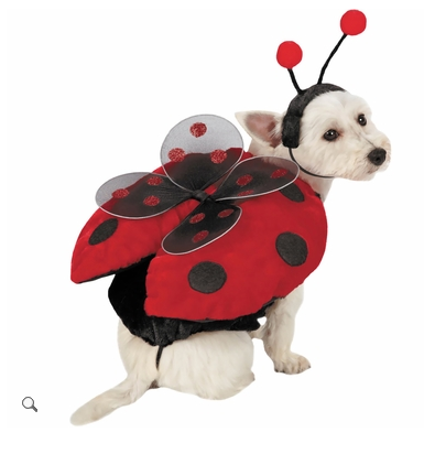 एक प्रकार का गुबरैला dog Halloween costume