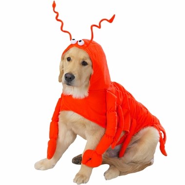 झींगा मछली dog Halloween costume