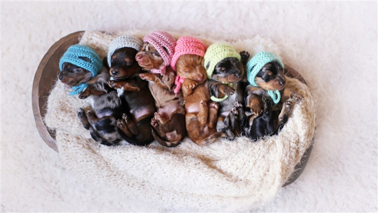 גאה Dachshund Mom Poses For Photoshoot With Her Newborn Pups