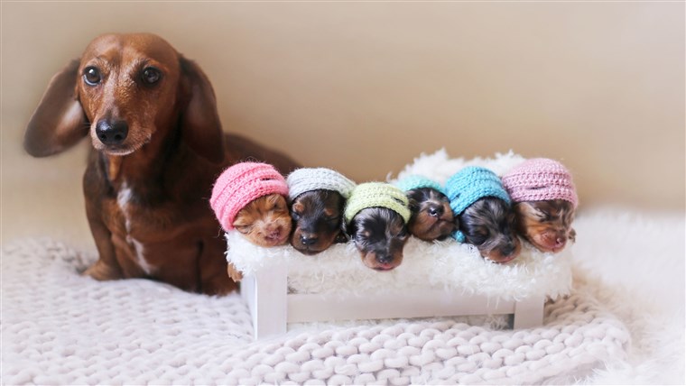 גאה Dachshund Mom Poses For Photoshoot With Her Newborn Pups