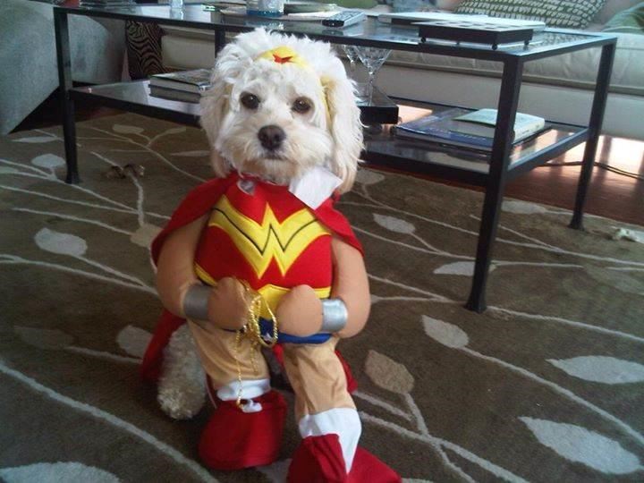 פלא Woman Dog Halloween Costume