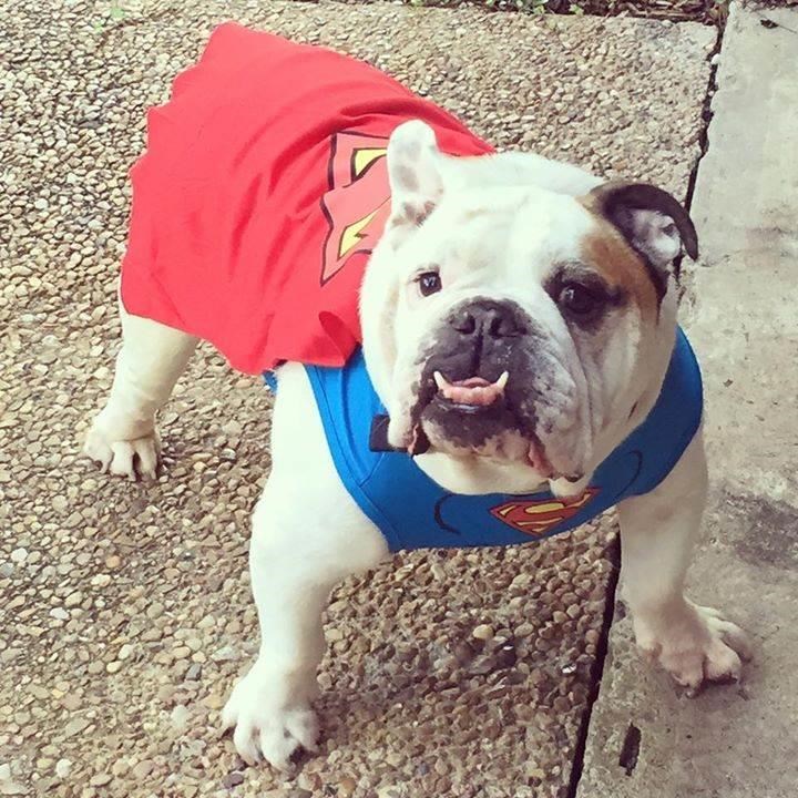 סופרמן Dog Halloween Costumes