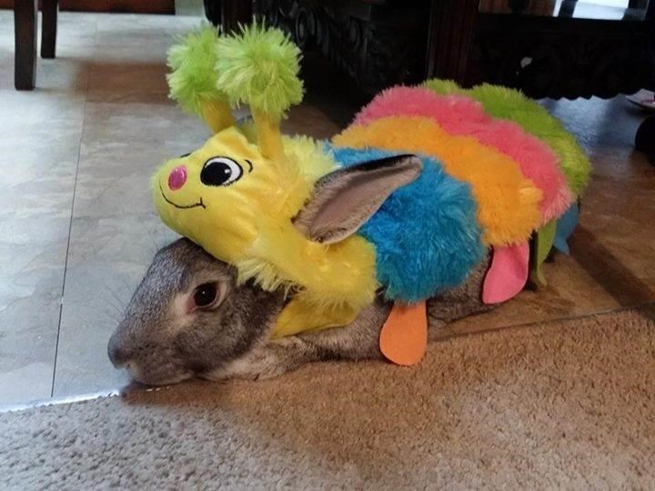 hernyó Halloween costume for pets: dogs, cats, rabbits