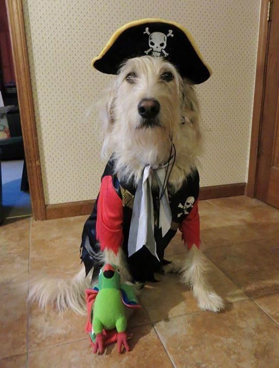 פיראט Halloween costume for pets: dog and cat costumes