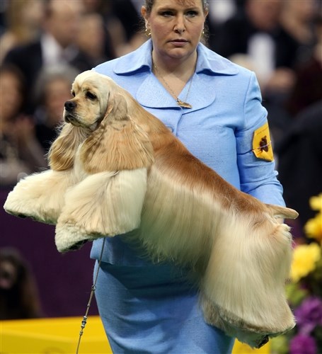 sekundant Stacy Dohmeier carries Tucker, an A.S.C.O.B Cocker Spaniel, Feb. 12, at the Westminster Kennel Club Dog Show.