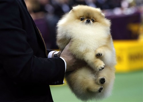  Pomeranian is carried by its handler to be judged during competition in the Toy Group at the 137th Westminster Kennel Club Dog Show, Feb. 11.