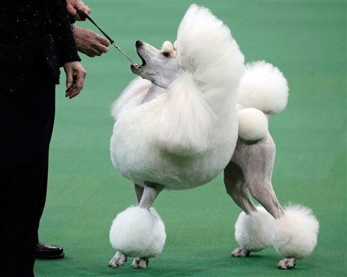 Standard Poodle is judged during competition in the Non-Sporting Group at the 137th Westminster Kennel Club Dog Show, Feb.11.