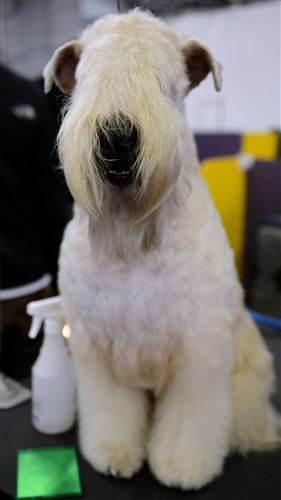 पैस्ले, a Wheaten Terrier, sits on a grooming table at the Westminster Kennel Club Dog Show, Feb. 12.