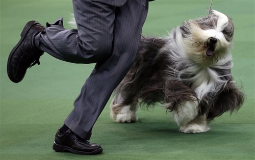 ए Bearded Collie runs during competition in the Herding Group at the 137th Westminster Kennel Club Dog Show, Feb.11.