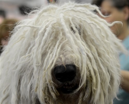 बैरी, a Komondorok, at the Westminster Kennel Club Dog Show, Feb. 12.