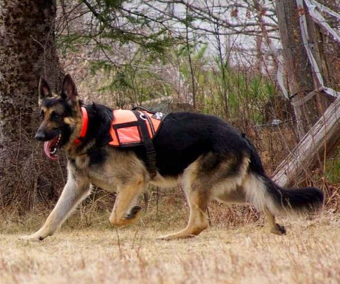 Kobuk the search and rescue dog