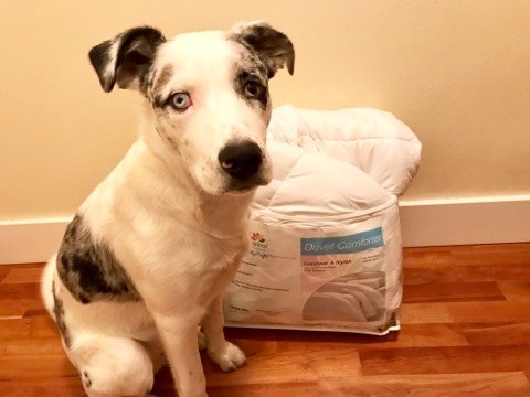 שוויון alternative comforter in package with dog for scale