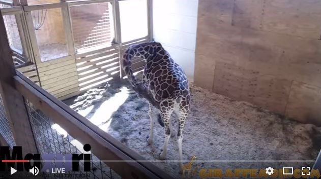 travanj the pregnant giraffe