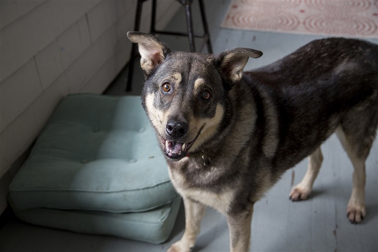 אריקה's dog, Jake, loves to be with the family while they are on the porch. 