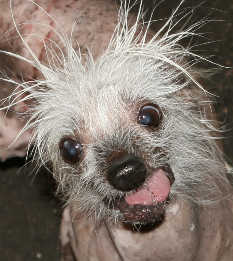 मार्च 2006 Sunnyvale, Ca. USA Here is some info on Rascal, “The World’s Ugliest Dog”. Rascal, The only living and competing Ugly dog to hold the cov...