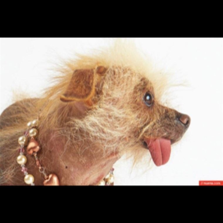 विश्व's Ugliest Dog Contest