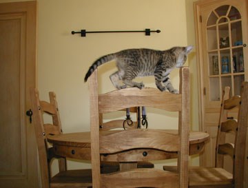 मिन्नेहाहा the cat walks on back of wooden chair 