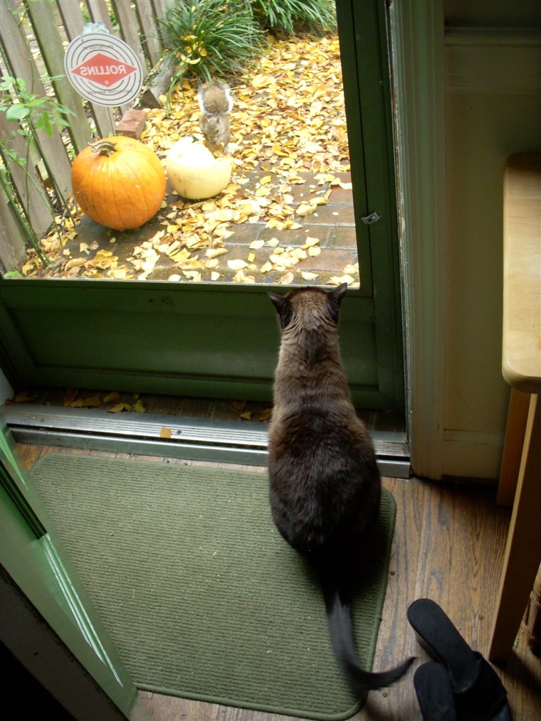 निकिता the cat looking out door at a squirrel