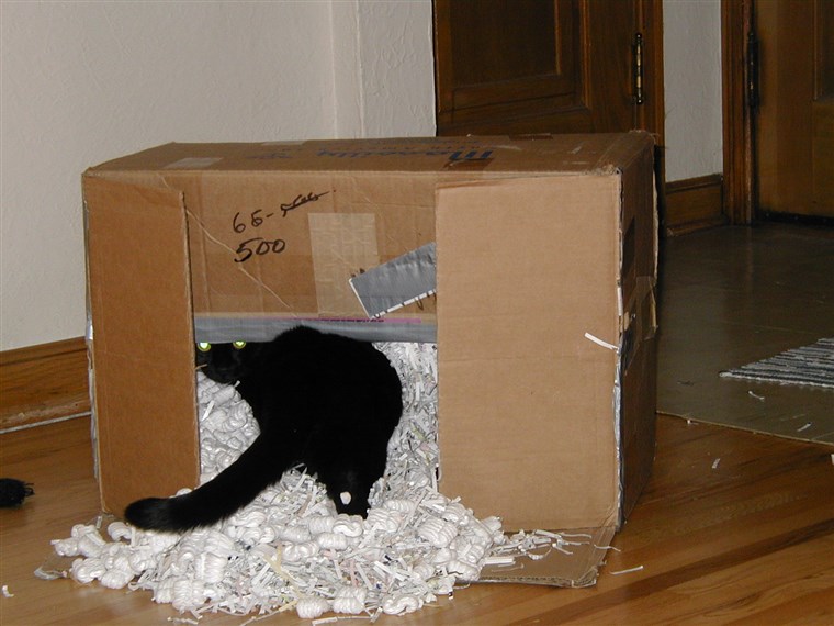 ऐलिस the cat in a box