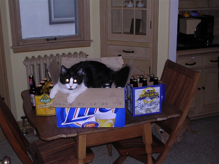 बक the cat in a beer box