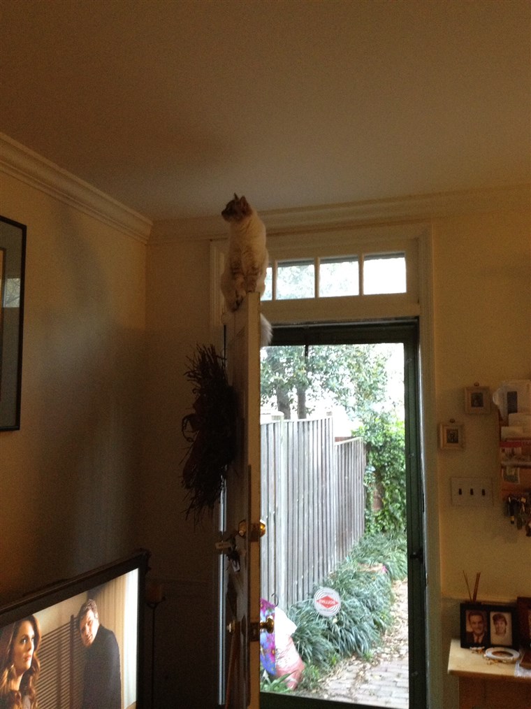 אריה the cat perched on top of a door