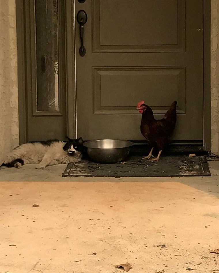 Mačka, chicken 
