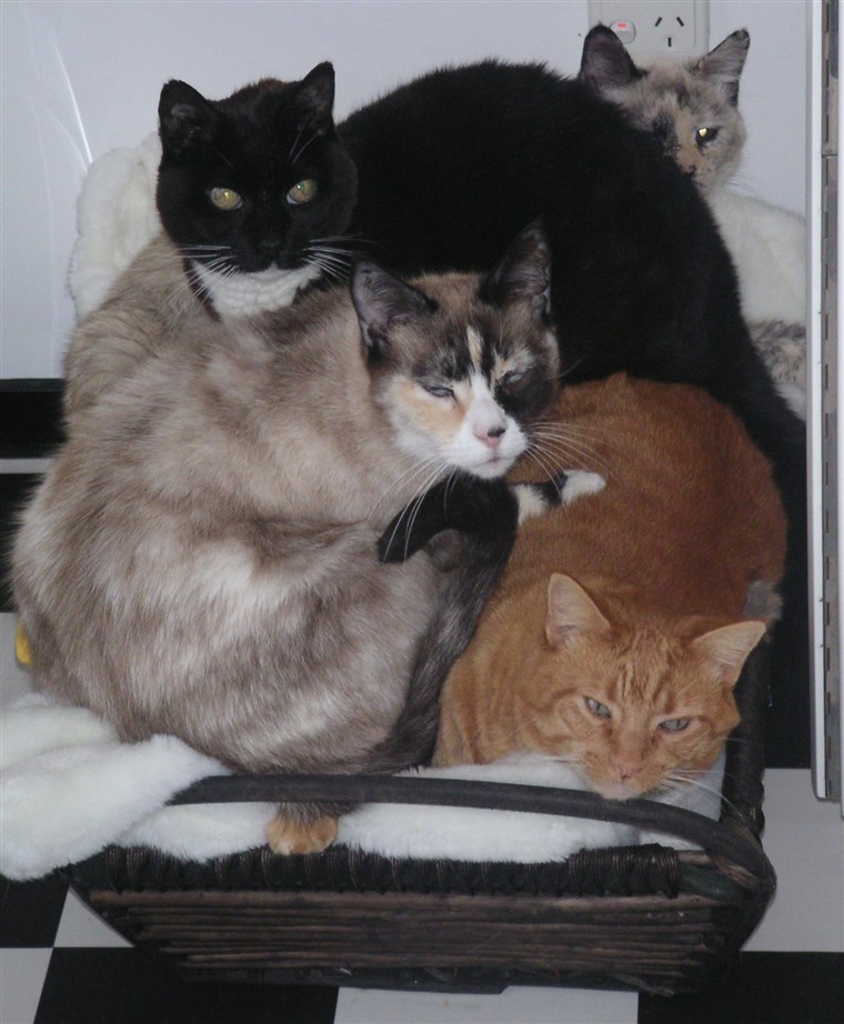 स्टेफ़नी Stephens' cats