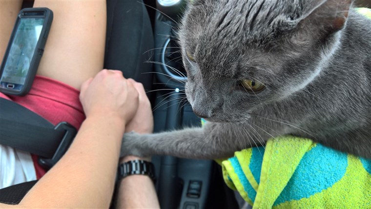 Umiranje cat 'holds owner's hand' on final trip to vet.