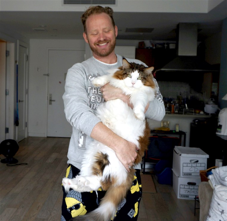 שמשון, the largest cat in New York City