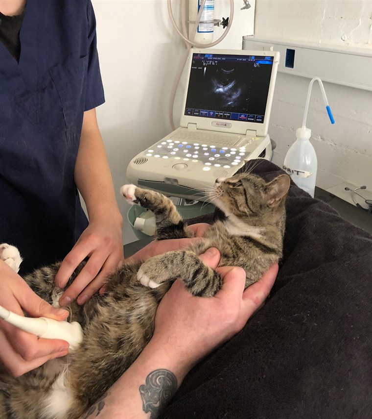Trudna cat takes funny ultrasound photos
