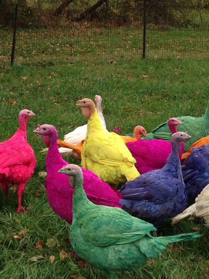 צבעוני turkeys