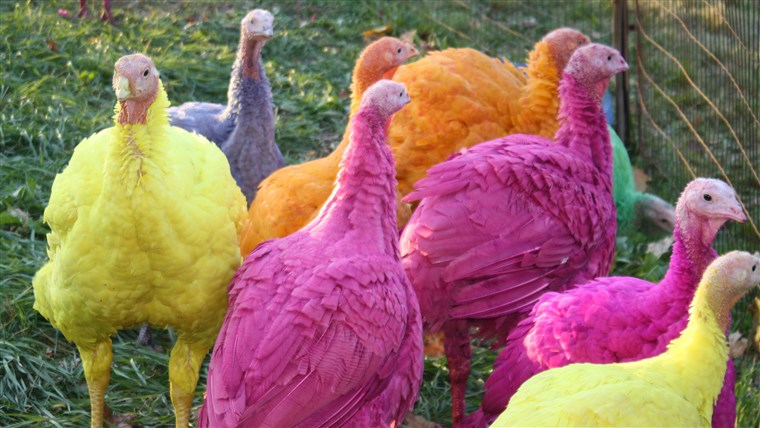 צבעוני turkeys