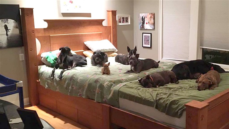युगल who built a giant bed so they could sleep with their many dogs.