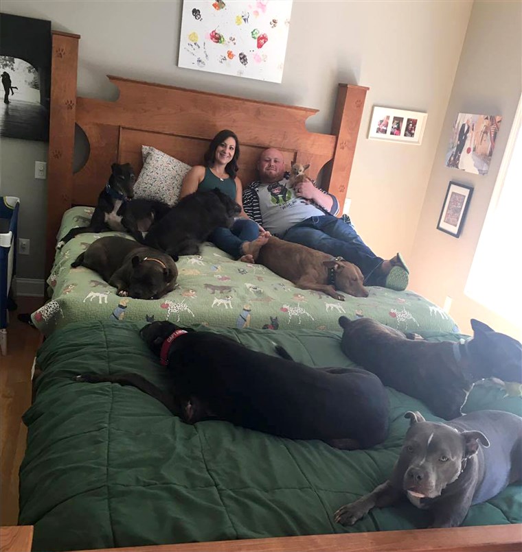 זוג who built a giant bed so they could sleep with their many dogs.