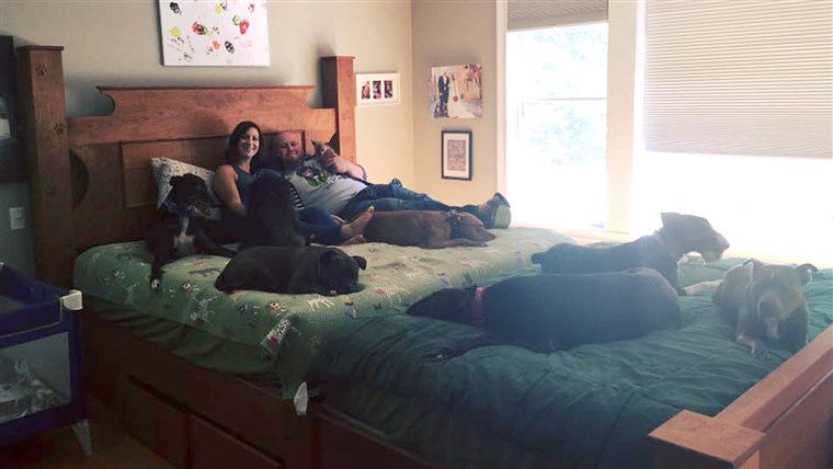 זוג who built a giant bed so they could sleep with their many dogs.