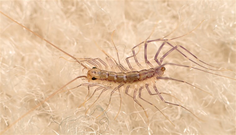 मकान centipedes are harmless and will try their best to avoid humans. They're extremely fast and active hunters, especially enjoying cockroaches and flies for meals.