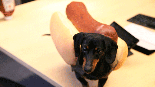 קרוזו the celebrity dachshund is Heinz's 'spokeswiener'