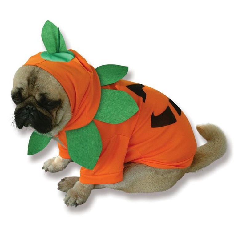 कद्दू Dog Costume