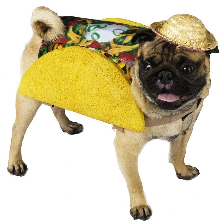 टैको dog costume