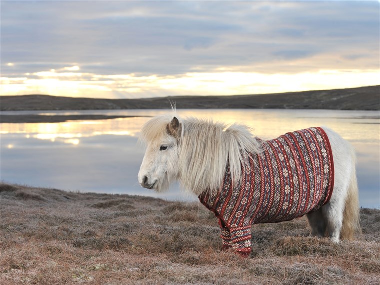 Dolgozó it: Fivla the Shetland pony dazzles in a sweater made from the wool of Shetland sheep. Shetland knitter Doreen Brown designed the custom look.