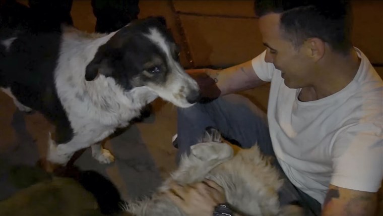 स्टीव ओ rescued street dog in Peru