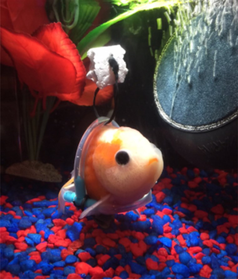 עכשיו the goldfish's owner is looking for help naming his pet.