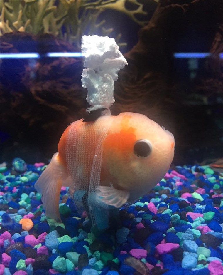 זה goldfish was having buoyancy problems so his person concocted a goldfish 